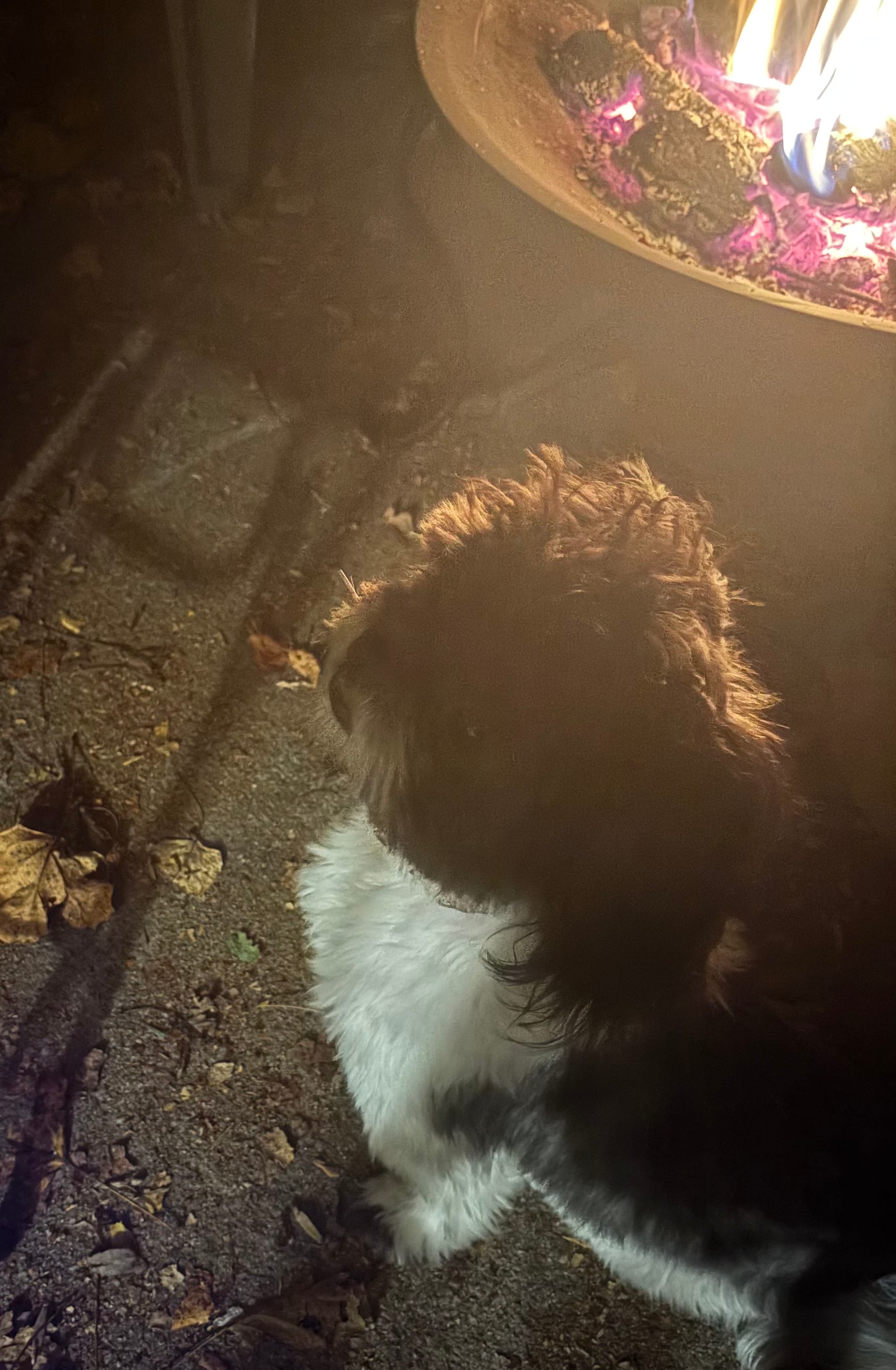 Star-Dust and the Hallowed Hoodie